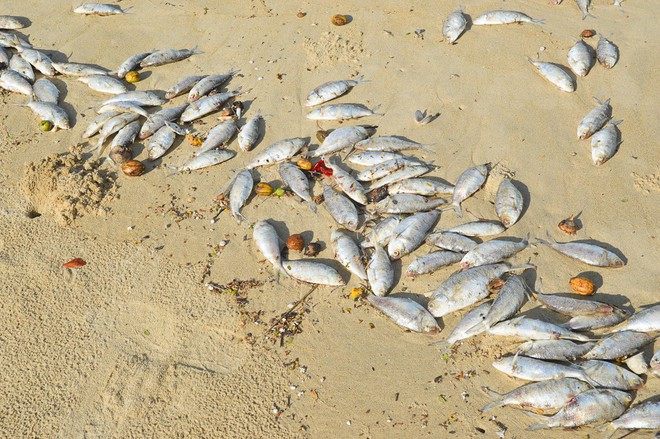 Cá chết hàng loạt, dạt vào bờ biển Đà Nẵng: Do nổ mìn đánh cá?  - Ảnh 1.