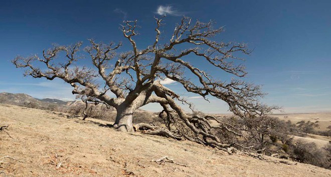 Cháy rừng ở California: Mỗi giây thiêu rụi cả một sân bóng - tại sao lại lan nhanh khủng khiếp đến thế? - Ảnh 3.