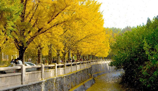 Ngất ngây ngắm trọn những trường Đại học có mùa thu đẹp nhất Trung Quốc - Ảnh 17.