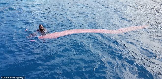 Tưởng giun biển khổng lồ dài đến 8m, nhưng sự thật đằng sau nó chắc chắn sẽ khiến bạn bất ngờ - Ảnh 1.