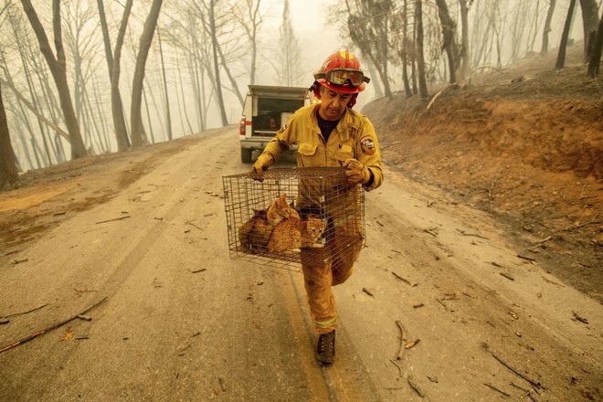 Cháy rừng ở California: Những con vật bị mắc kẹt trong biển lửa- Ảnh 1.