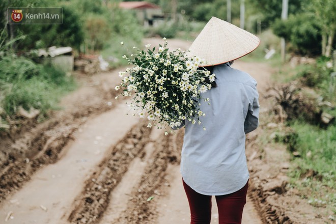 Cúc hoạ mi vào vụ mùa, nông dân Hà Nội hớn hở chào mừng khách đến mua hoa và chụp ảnh - Ảnh 6.