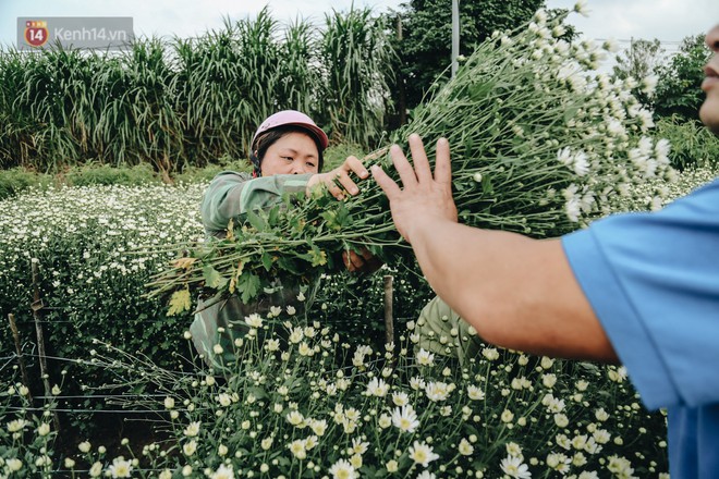 Cúc hoạ mi vào vụ mùa, nông dân Hà Nội hớn hở chào mừng khách đến mua hoa và chụp ảnh - Ảnh 8.