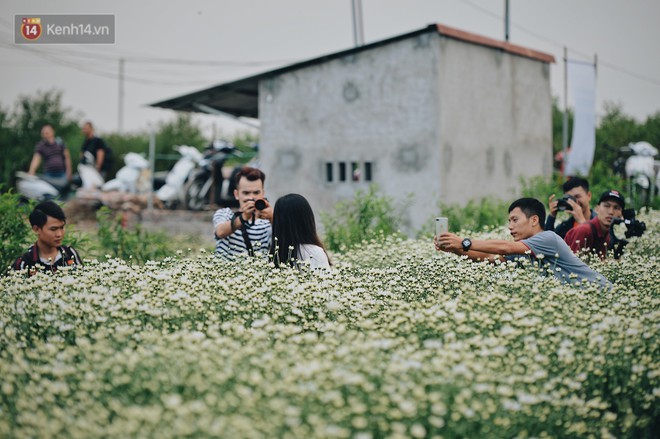 Vườn cúc hoạ mi ở Hà Nội &quot;thất thủ&quot; cuối tuần: 1 mét vuông có chục nhiếp ảnh gia và mẫu - Ảnh 6.