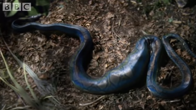 Cuộc đời ngắn ngủi của rắn độc Nagini trong Fantastic Beasts là có thật - Ảnh 3.
