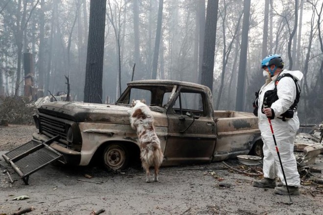 Ảnh: Chó nghiệp vụ Mỹ lùng sục tìm kiếm tử thi vụ cháy rừng California - Ảnh 4.