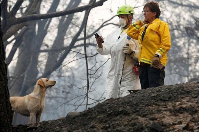 Ảnh: Chó nghiệp vụ Mỹ lùng sục tìm kiếm tử thi vụ cháy rừng California - Ảnh 8.