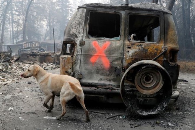 Ảnh: Chó nghiệp vụ Mỹ lùng sục tìm kiếm tử thi vụ cháy rừng California - Ảnh 9.