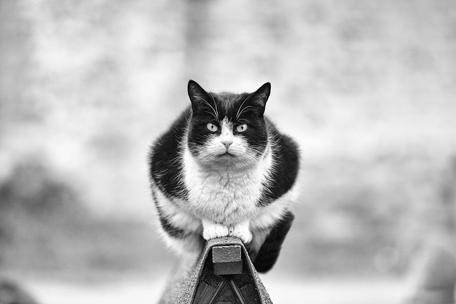 Ch&ugrave;m ảnh: C&aacute;c sen v&agrave;o xem boss m&egrave;o thị phạm CATwalk giữ thăng bằng đ&iacute;ch thực đ&acirc;y n&agrave;y - Ảnh 9.