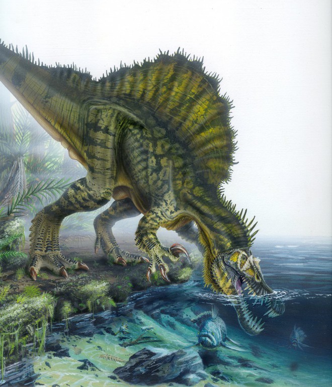 Spinosaurus - loài khủng long kỳ cục nhất thời cổ đại: săn cá như thần mà không thể bơi lội - Ảnh 4.