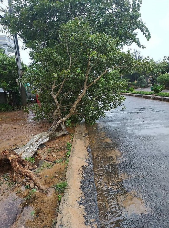 Phú Quý đã có gió to mưa lớn, nhiều cây bị quật trốc gốc - Ảnh 1.
