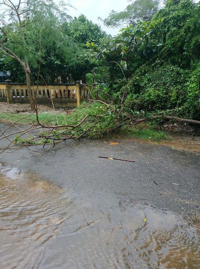 Phú Quý đã có gió to mưa lớn, nhiều cây bị quật trốc gốc - Ảnh 3.