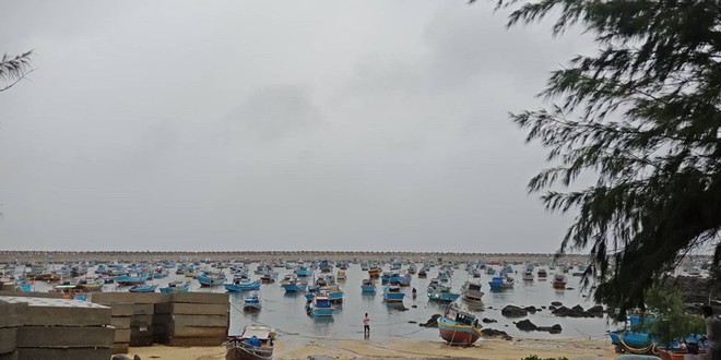 Ph&uacute; Qu&yacute; đ&atilde; c&oacute; gi&oacute; to mưa lớn, nhiều c&acirc;y bị quật trốc gốc - Ảnh 4.
