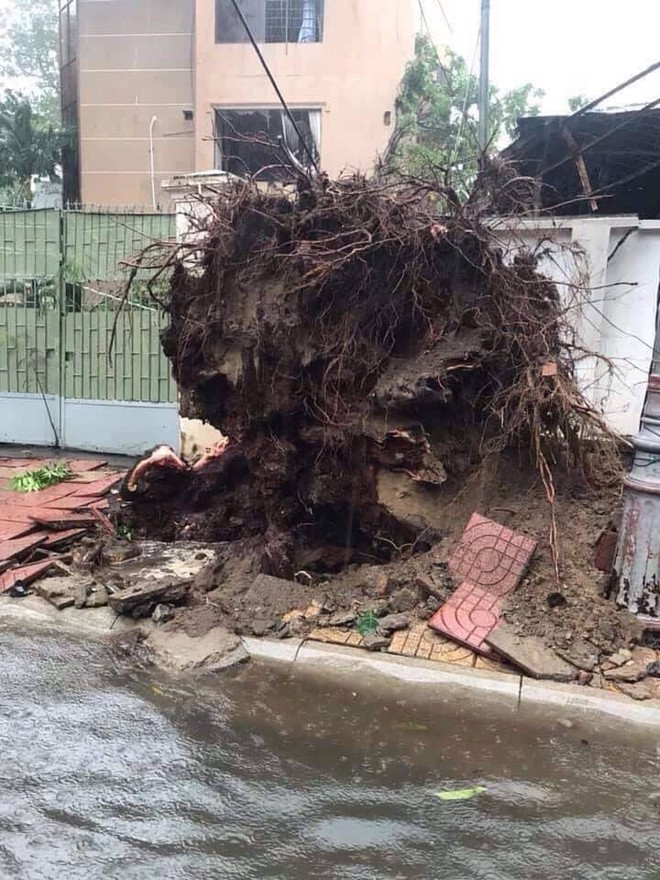 Diễn biến bão số 9: Sài Gòn mưa trắng trời khiến cây xanh ngã đổ, Vũng Tàu vẫn đang oằn mình chống bão - Ảnh 14.