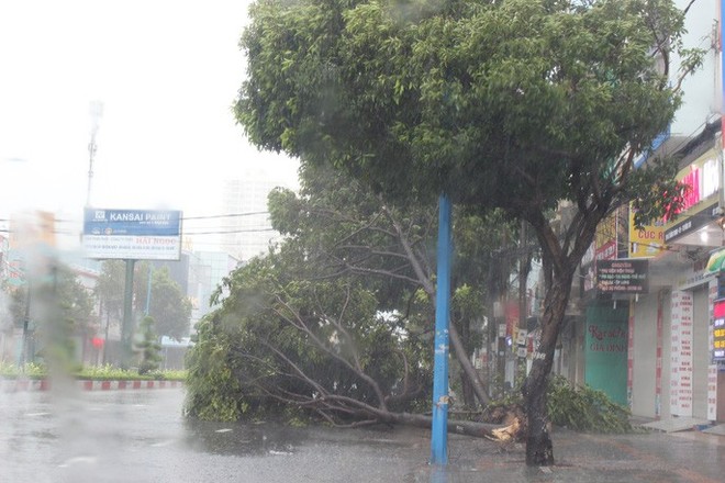 Bão đã vào Bà Rịa - Vũng Tàu, mưa rất to, cây ngã đổ, tàu chìm - Ảnh 6.