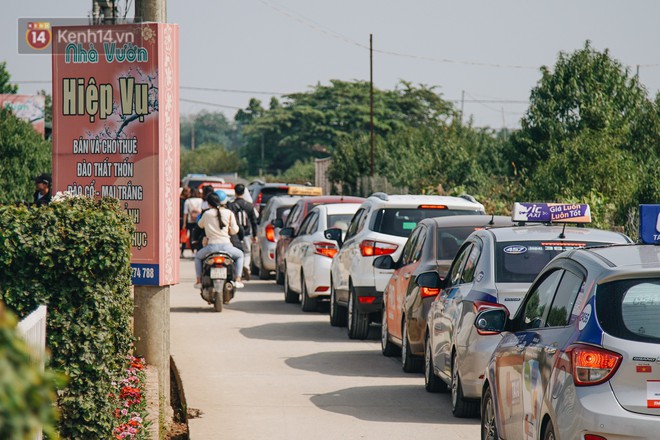 Vườn cúc họa mi ở Hà Nội tiếp tục thất thủ: Đường vào tắc nghẽn, chụp một bức ảnh phải né bao nhiêu người - Ảnh 2.