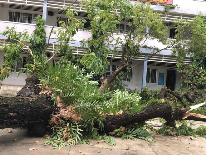 Trường ngập, cây bật gốc, cột điện ngã ngổn ngang, 2 ngôi trường tại TPHCM cho học sinh nghỉ học đến hết ngày 27/11 - Ảnh 1.