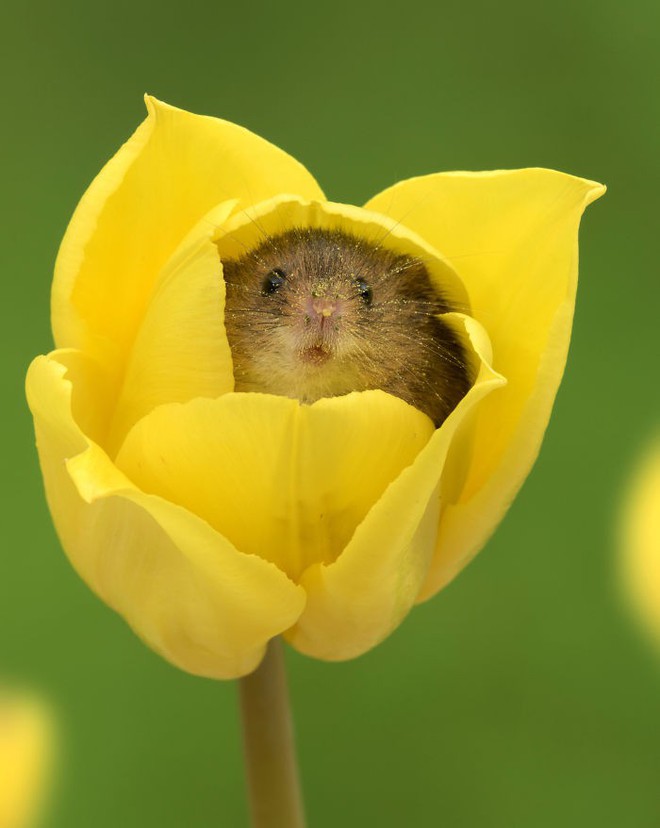 Bộ ảnh lũ chuột đồng thu hoạch phấn hoa chắc chắn sẽ khiến ngày mới của bạn thêm phần tươi tắn - Ảnh 1.