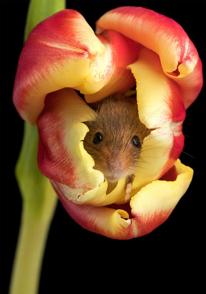 Bộ ảnh lũ chuột đồng thu hoạch phấn hoa chắc chắn sẽ khiến ngày mới của bạn thêm phần tươi tắn - Ảnh 2.