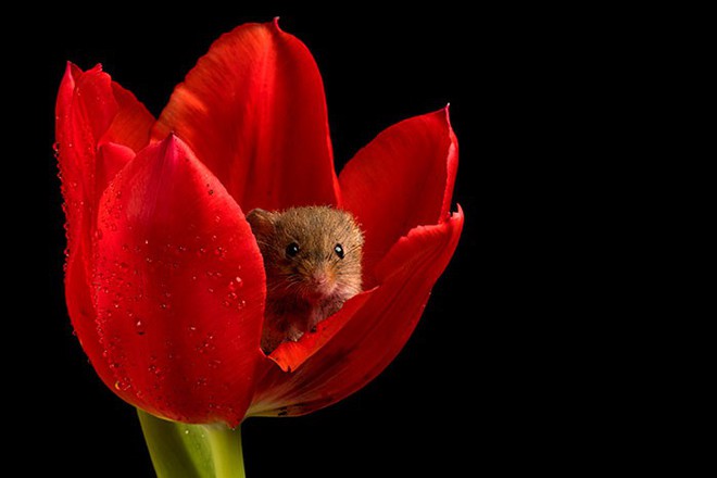 Bộ ảnh lũ chuột đồng thu hoạch phấn hoa chắc chắn sẽ khiến ngày mới của bạn thêm phần tươi tắn - Ảnh 3.