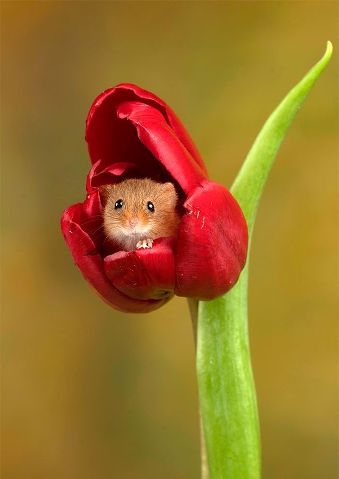 Bộ ảnh lũ chuột đồng thu hoạch phấn hoa chắc chắn sẽ khiến ngày mới của bạn thêm phần tươi tắn - Ảnh 4.