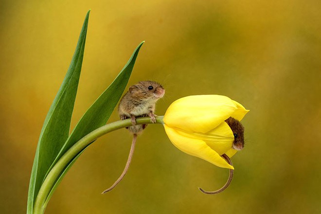 Bộ ảnh lũ chuột đồng thu hoạch phấn hoa chắc chắn sẽ khiến ngày mới của bạn thêm phần tươi tắn - Ảnh 5.