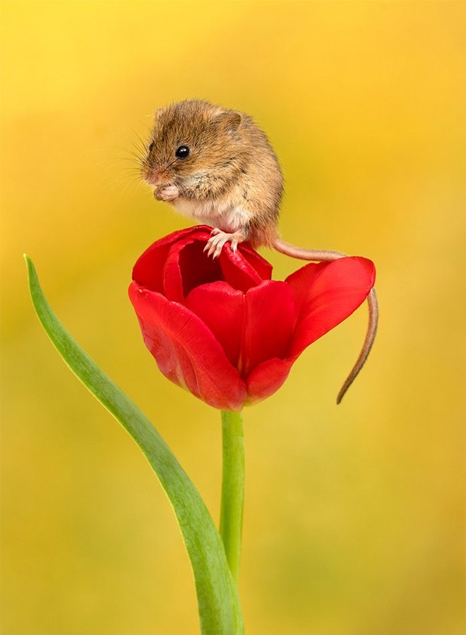 Bộ ảnh lũ chuột đồng thu hoạch phấn hoa chắc chắn sẽ khiến ngày mới của bạn thêm phần tươi tắn - Ảnh 6.