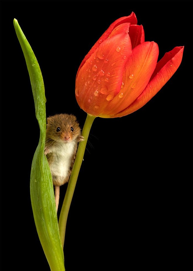 Bộ ảnh lũ chuột đồng thu hoạch phấn hoa chắc chắn sẽ khiến ngày mới của bạn thêm phần tươi tắn - Ảnh 7.