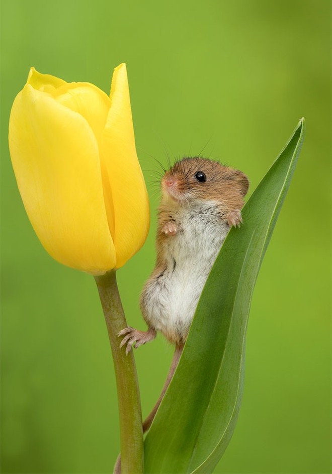 Bộ ảnh lũ chuột đồng thu hoạch phấn hoa chắc chắn sẽ khiến ngày mới của bạn thêm phần tươi tắn - Ảnh 8.