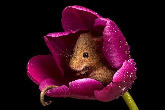 Bộ ảnh lũ chuột đồng thu hoạch phấn hoa chắc chắn sẽ khiến ngày mới của bạn thêm phần tươi tắn - Ảnh 9.