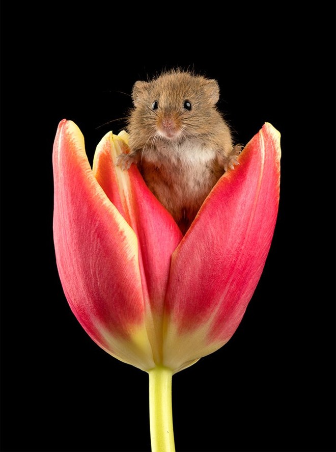 Bộ ảnh lũ chuột đồng thu hoạch phấn hoa chắc chắn sẽ khiến ngày mới của bạn thêm phần tươi tắn - Ảnh 12.