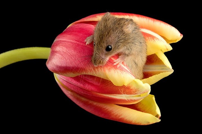 Bộ ảnh lũ chuột đồng thu hoạch phấn hoa chắc chắn sẽ khiến ngày mới của bạn thêm phần tươi tắn - Ảnh 14.