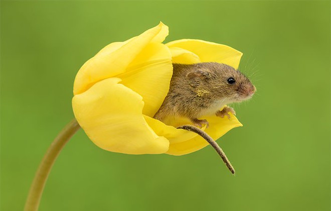 Bộ ảnh lũ chuột đồng thu hoạch phấn hoa chắc chắn sẽ khiến ngày mới của bạn thêm phần tươi tắn - Ảnh 15.
