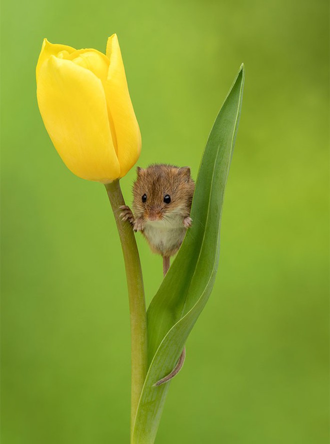 Bộ ảnh lũ chuột đồng thu hoạch phấn hoa chắc chắn sẽ khiến ngày mới của bạn thêm phần tươi tắn - Ảnh 16.