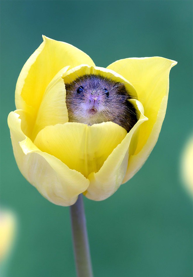 Bộ ảnh lũ chuột đồng thu hoạch phấn hoa chắc chắn sẽ khiến ngày mới của bạn thêm phần tươi tắn - Ảnh 18.