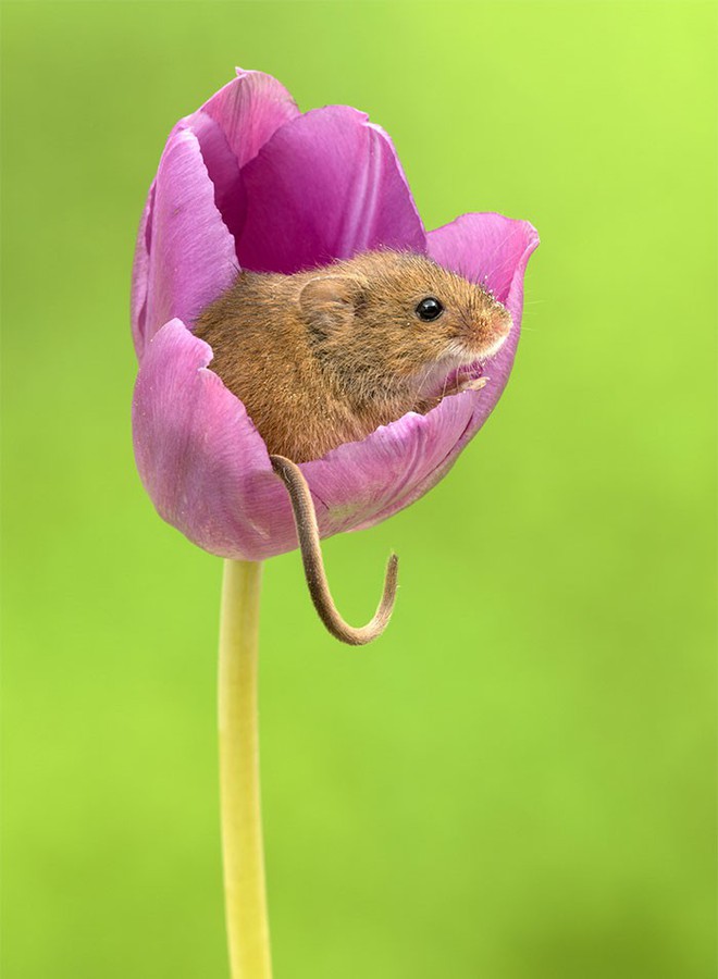 Bộ ảnh lũ chuột đồng thu hoạch phấn hoa chắc chắn sẽ khiến ngày mới của bạn thêm phần tươi tắn - Ảnh 10.