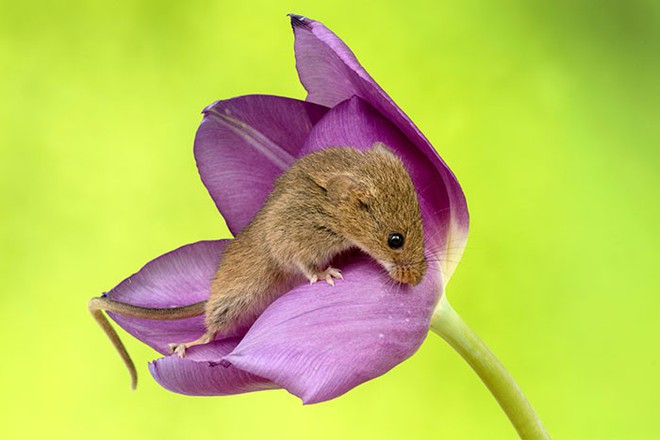 Bộ ảnh lũ chuột đồng thu hoạch phấn hoa chắc chắn sẽ khiến ngày mới của bạn thêm phần tươi tắn - Ảnh 11.