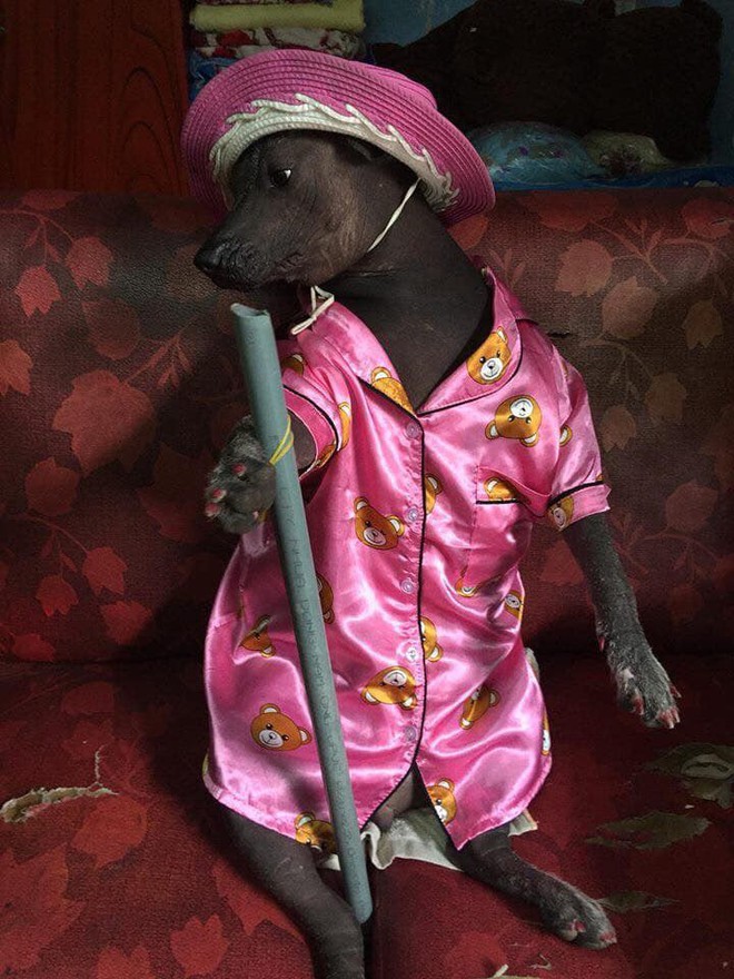 Chú chó trong bộ pyjama màu hồng thắm khiến cư dân mạng cười không nhặt được mồm - Ảnh 2.
