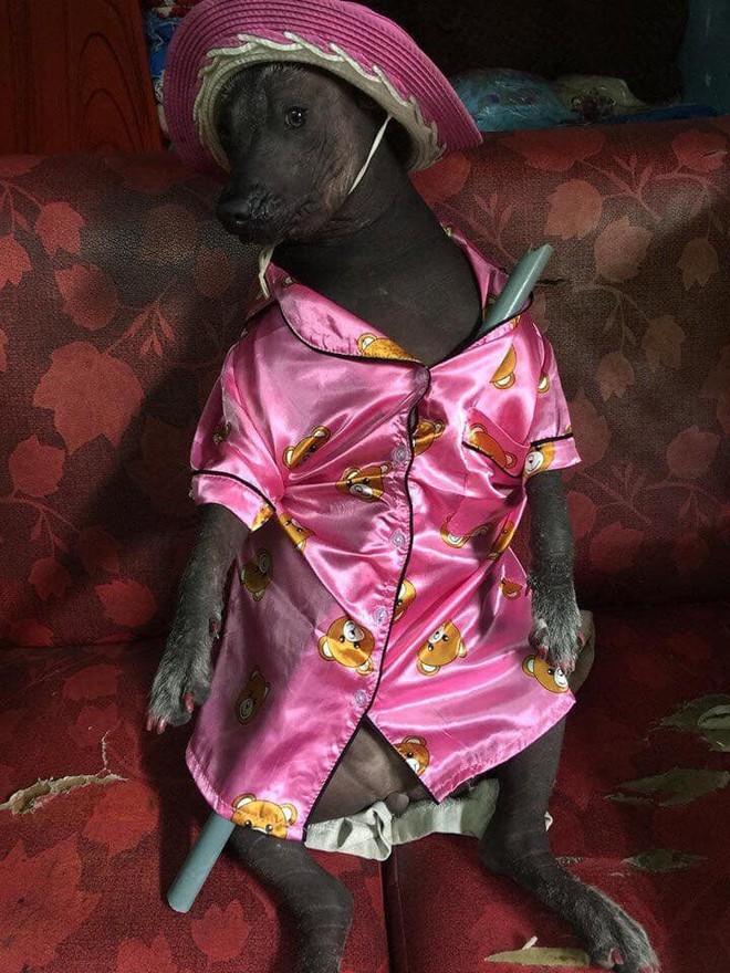 Chú chó trong bộ pyjama màu hồng thắm khiến cư dân mạng cười không nhặt được mồm - Ảnh 1.