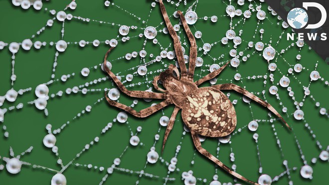 Tơ nhện mỏng manh mà bền gấp 5 lần thép, nhưng đến bây giờ khoa học mới hiểu được lý do - Ảnh 2.