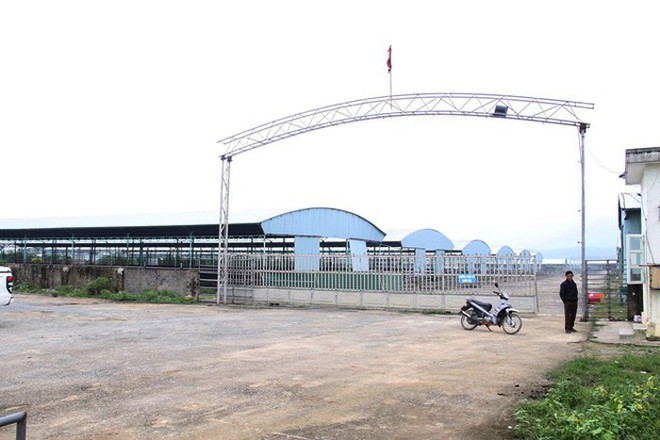 Cận cảnh trại nu&ocirc;i b&ograve; đầu tư ngh&igrave;n tỉ  để&hellip; trồng chuối ở H&agrave; Tĩnh - Ảnh 1.