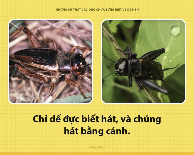 Xin chào! Tôi là dế mèn đây và các ông chưa biết tôi đặc biệt thế nào đâu - Ảnh 3.