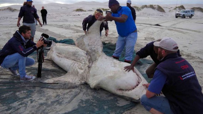 Cá mập trắng bị săn đuổi chết rục hàng loạt, nhưng thủ phạm lần này không phải con người - Ảnh 1.