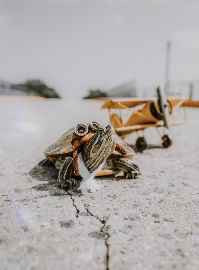 Cuộc sống sang chảnh của 2 chú rùa tai đỏ đang chiếm trọn trái tim người dùng Instagram - Ảnh 5.