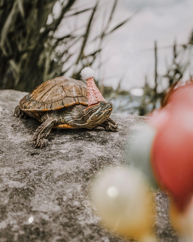 Cuộc sống sang chảnh của 2 chú rùa tai đỏ đang chiếm trọn trái tim người dùng Instagram - Ảnh 2.