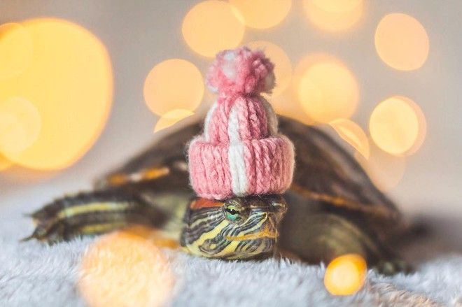 Cuộc sống sang chảnh của 2 chú rùa tai đỏ đang chiếm trọn trái tim người dùng Instagram - Ảnh 10.