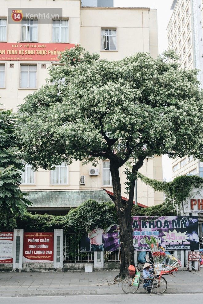 Lại một mùa nồng nàn hoa sữa: Từ biểu tượng mùa thu Hà Nội tới nỗi ám ảnh kinh hoàng trong gió - Ảnh 9.