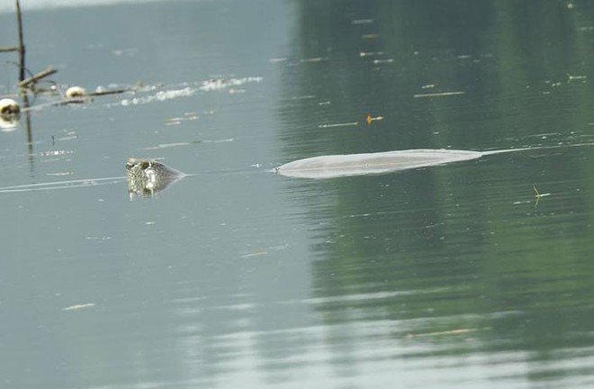 Có nhiều hơn một rùa Hoàn Kiếm ở hồ Đồng Mô? - Ảnh 1.