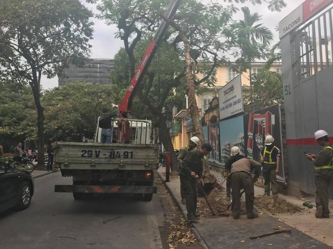 Hà Nội: Cây bằng lăng bật gốc, đổ trúng xe Camry đậu trên vỉa hè - Ảnh 1.