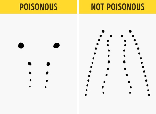 Trọn bộ bí kíp phân biệt một con rắn có độc hay không - học ngay để bớt hoảng sợ khi rắn bò vào nhà - Ảnh 6.